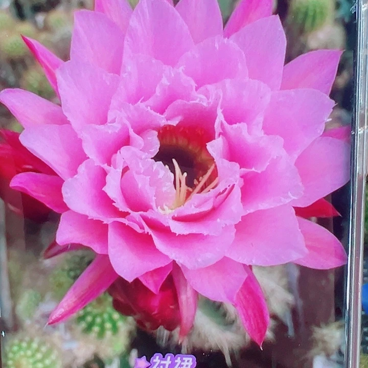 毛花柱衬裙侧芽拍一发二