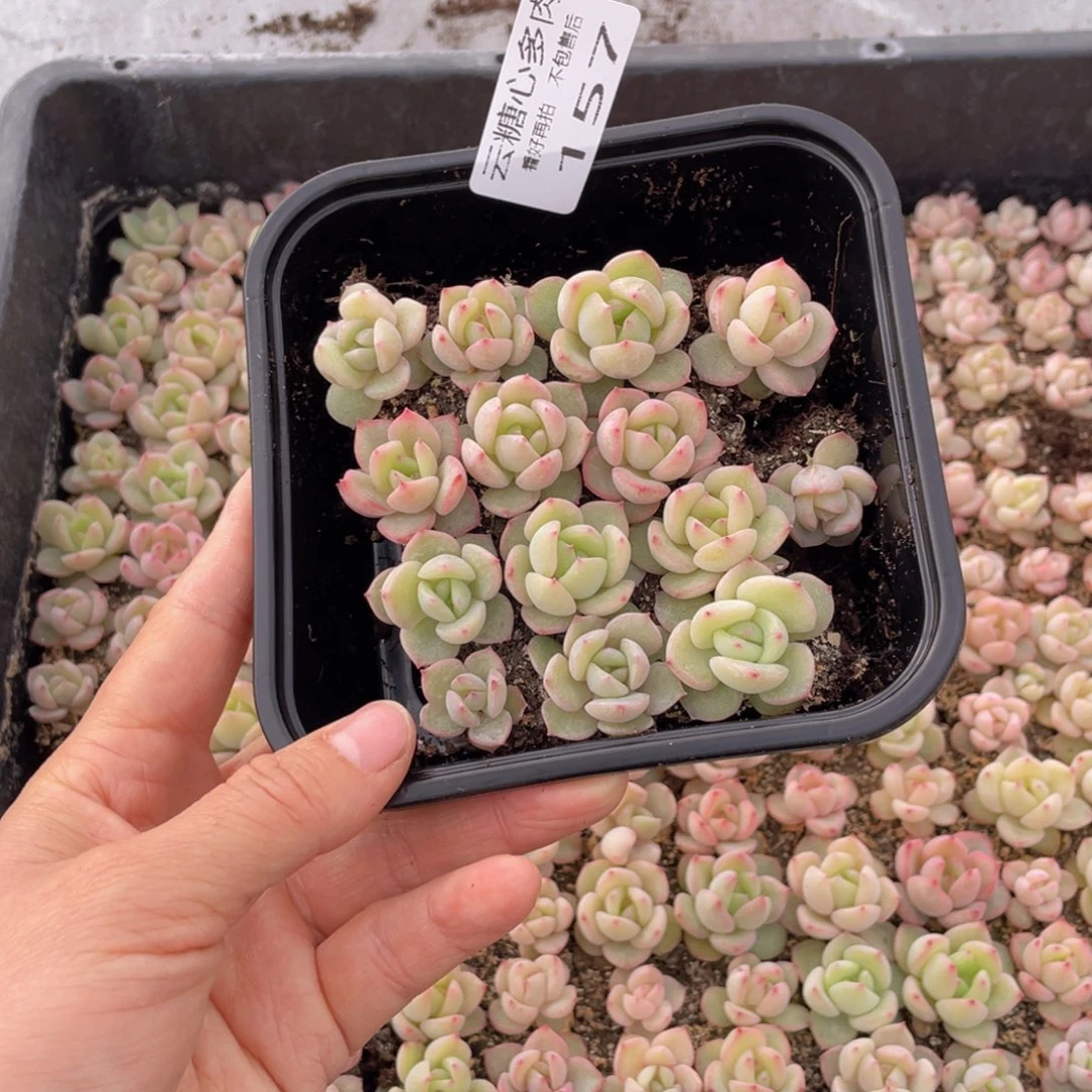 云糖心多肉植物157