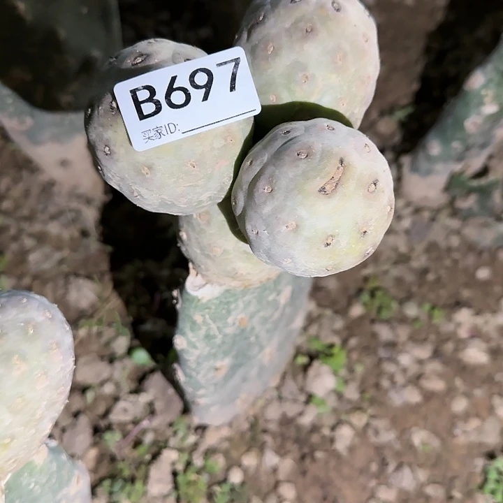 情**处嫁接无刺习697