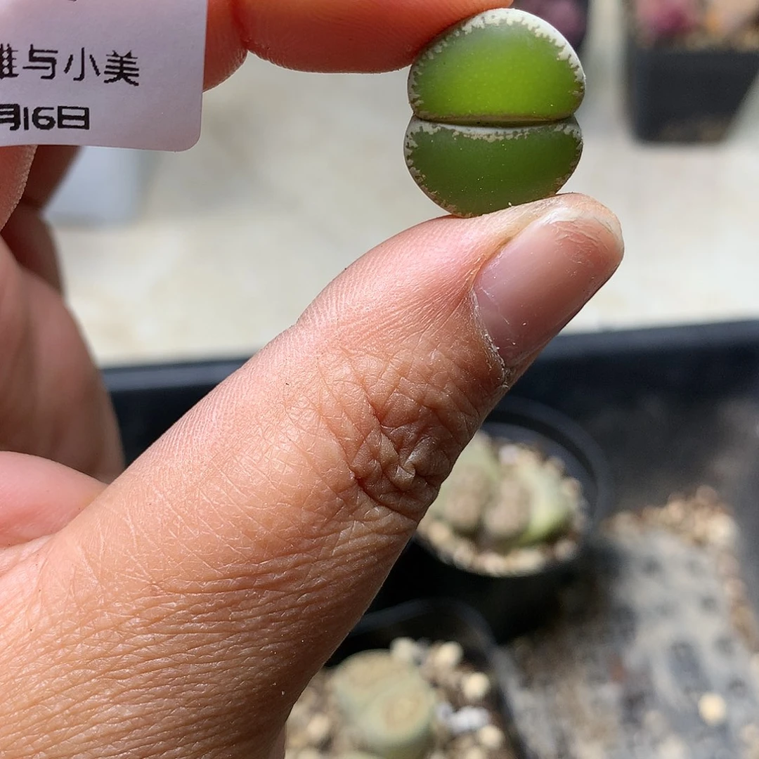 D719多肉植物保护研究所