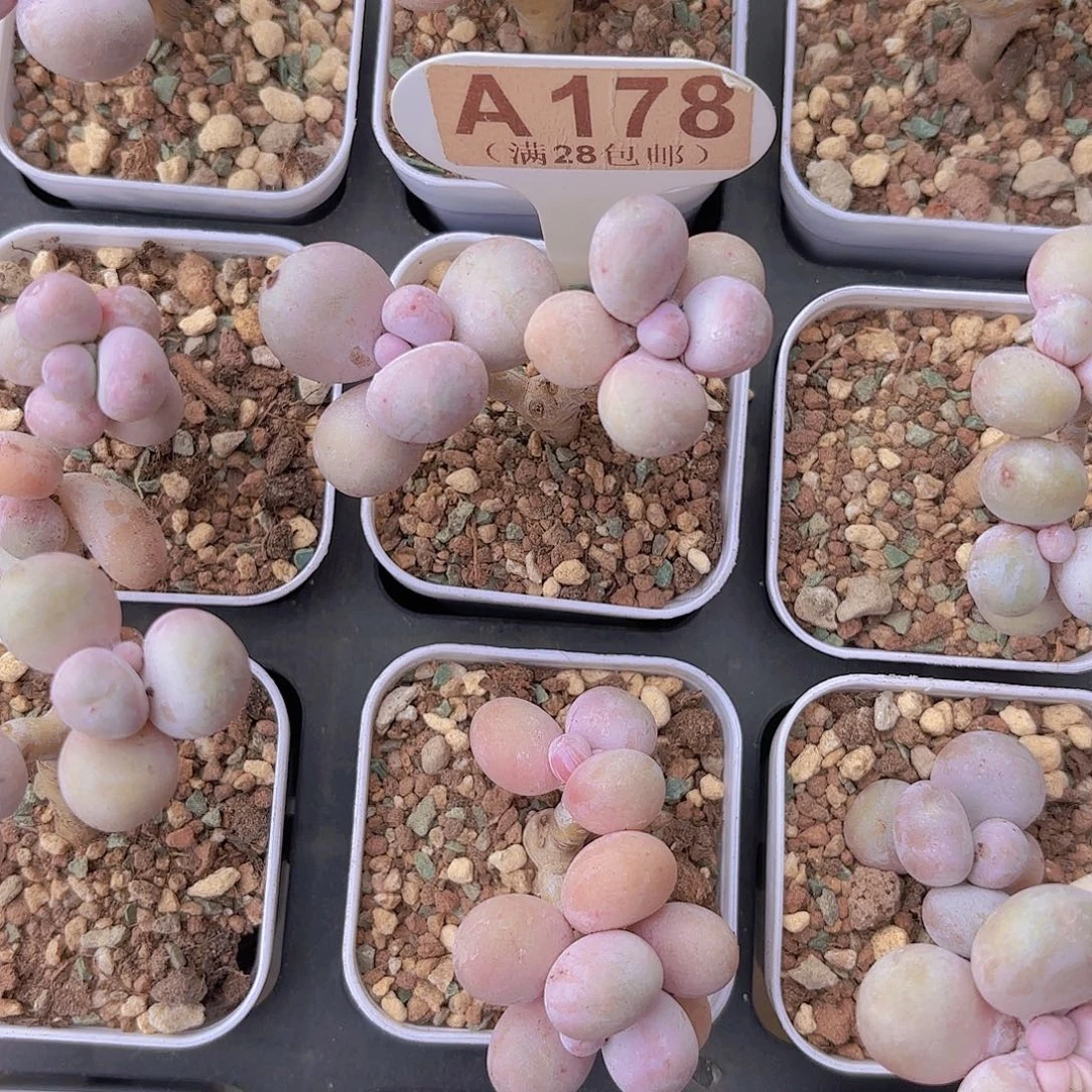 A178水光针一物语拍