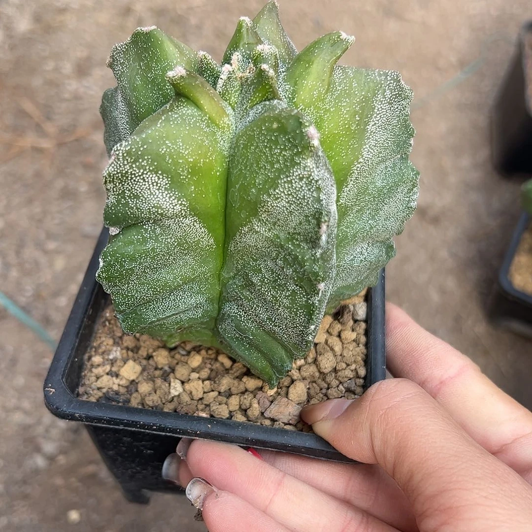 风***轻实生鸾凤玉一物一拍