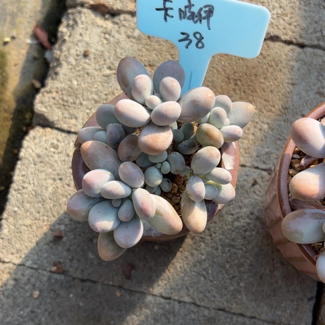 卡***伊原始奶11111111111111