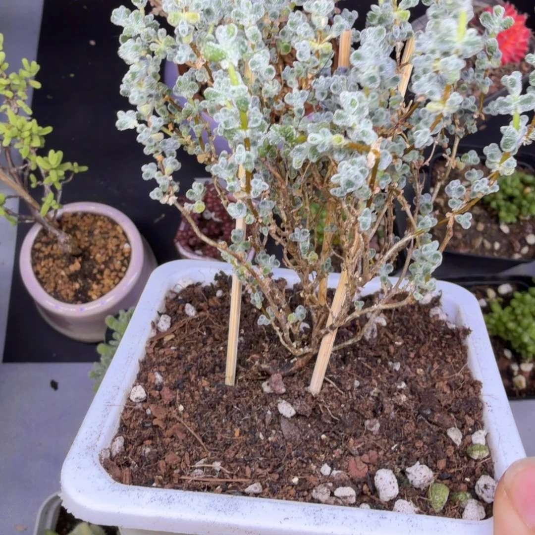 超级莱斯枝干番杏211