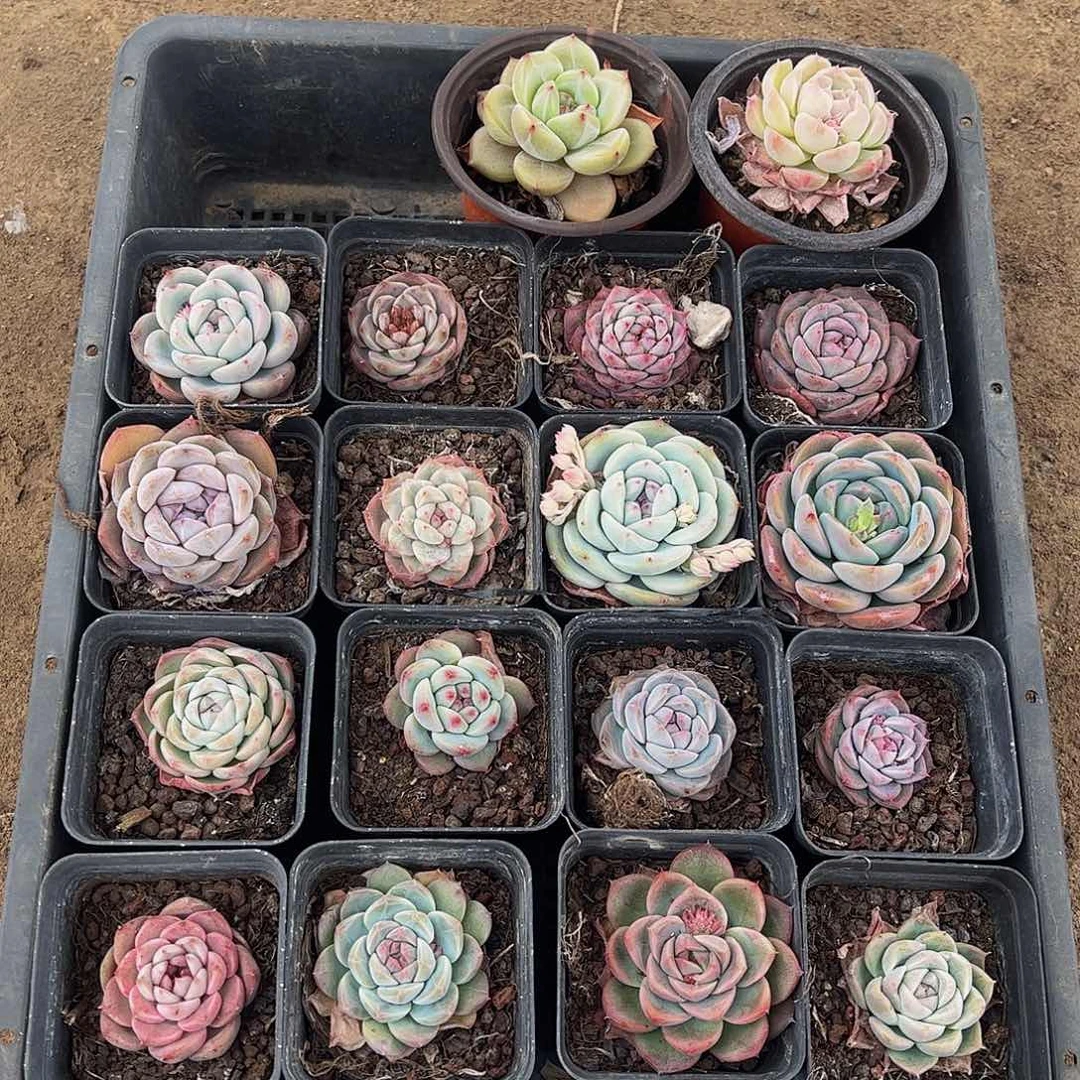 直播福利一物一拍13