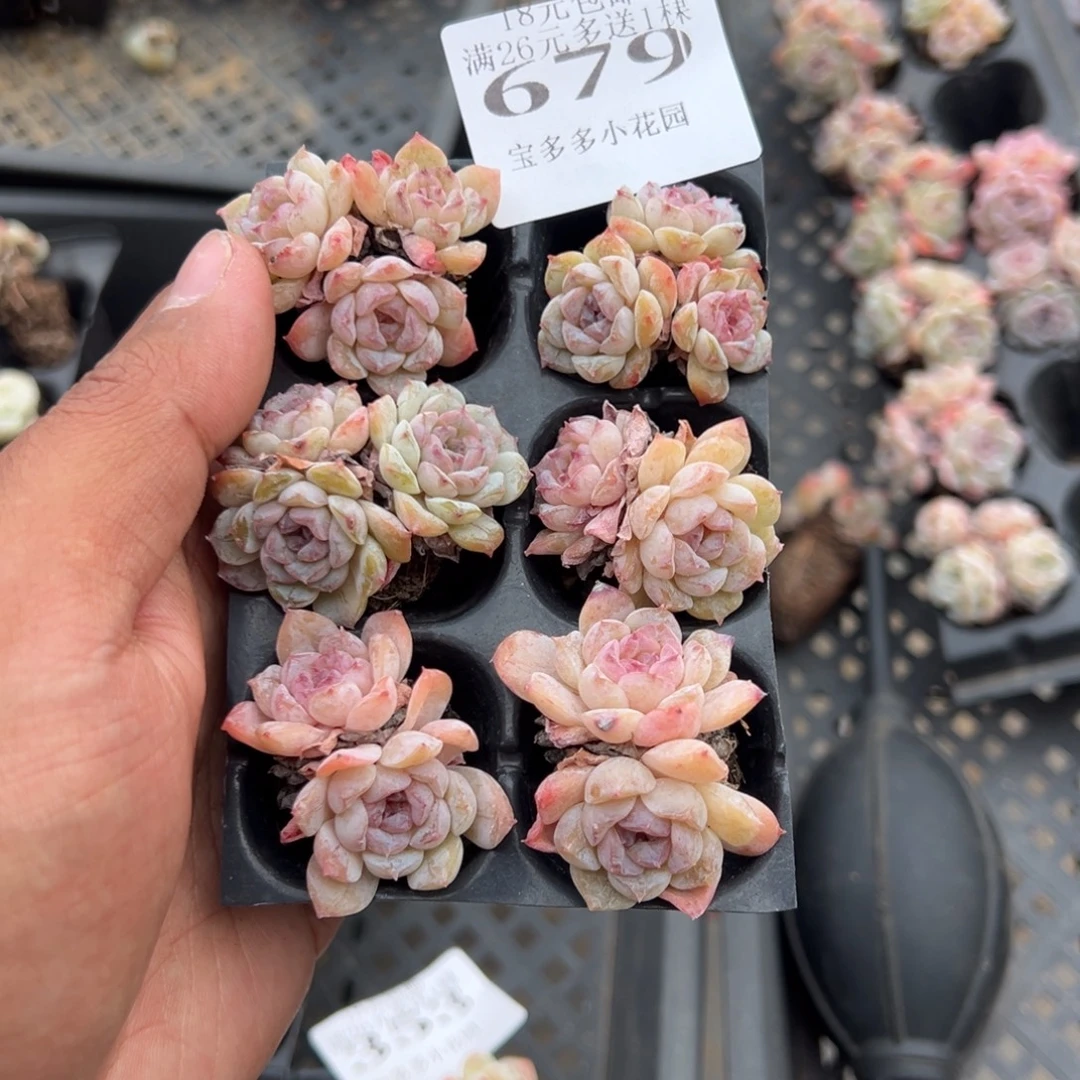 积***丧679号雪颜到手6颗 一物一拍