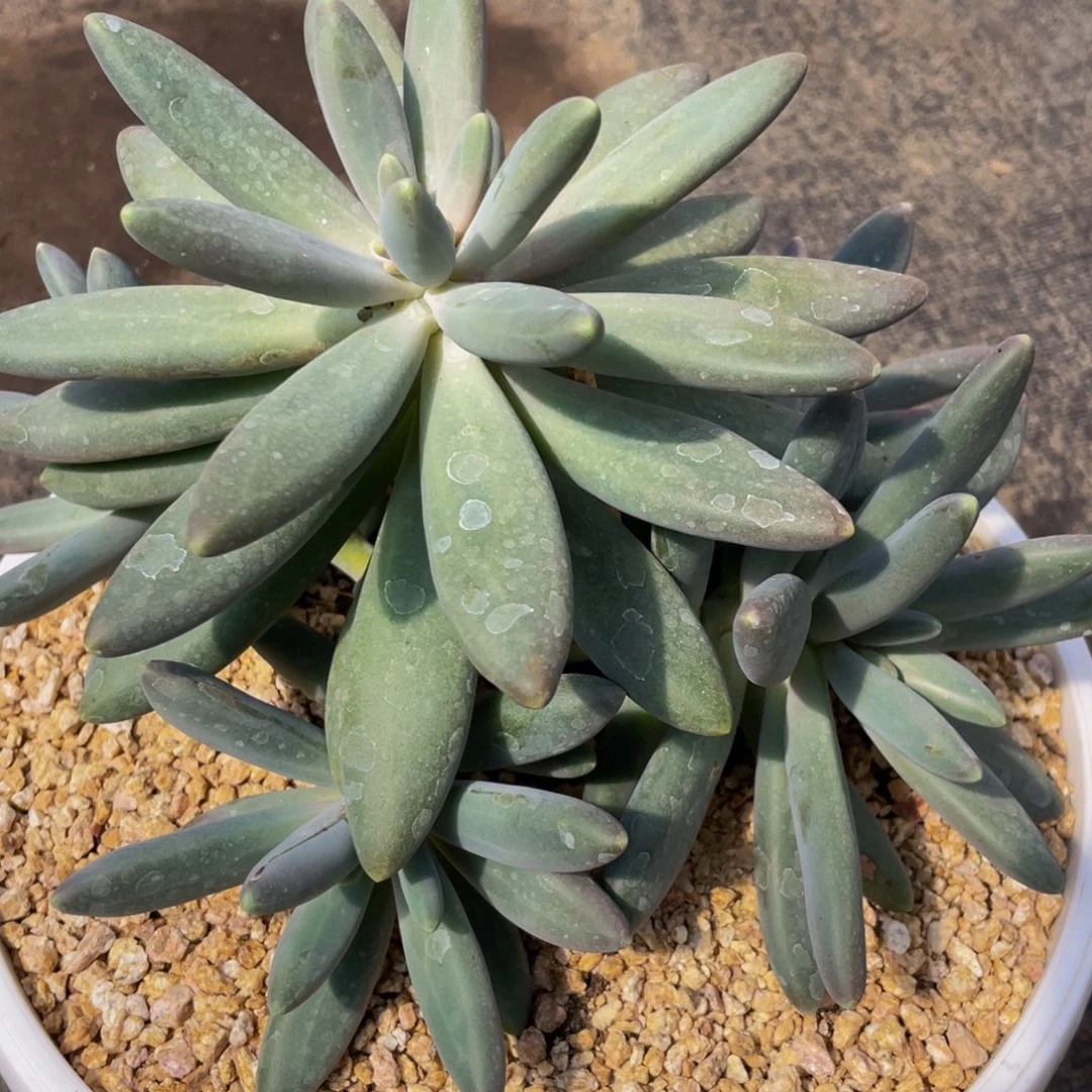 甜***酱好看的多肉植物烟花
