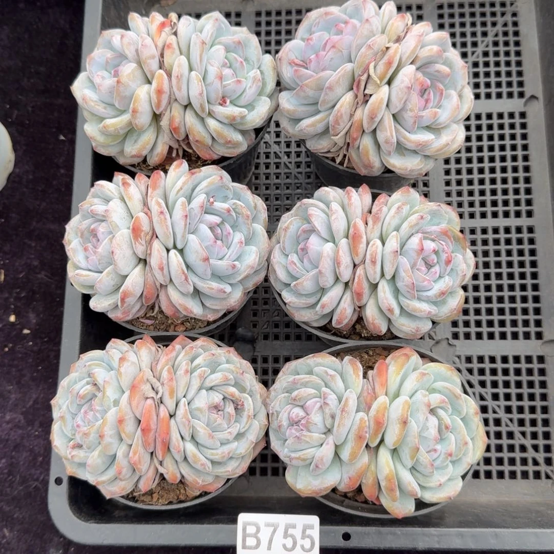 6颗一起一物一拍755