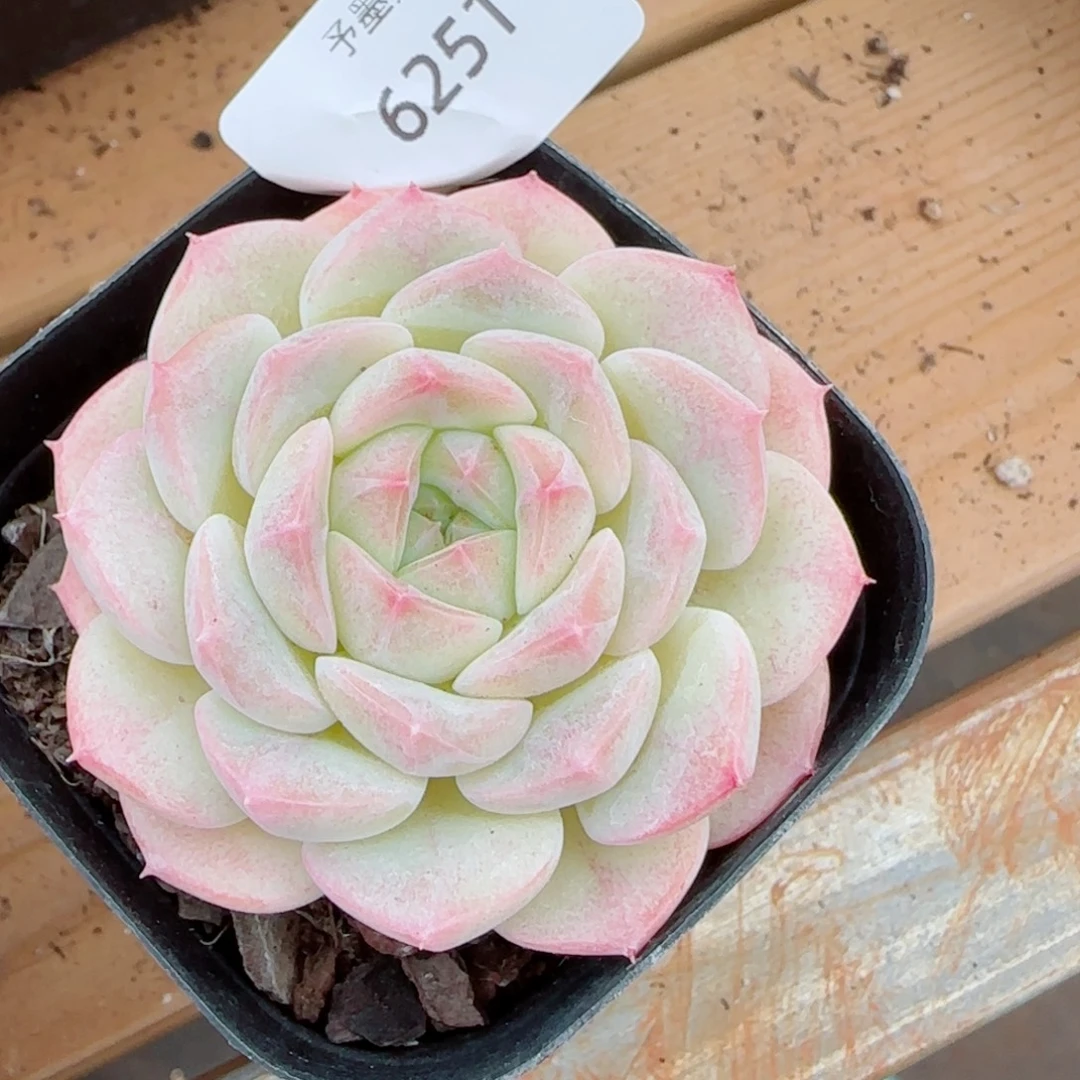 白桃汽水，6251多肉植物