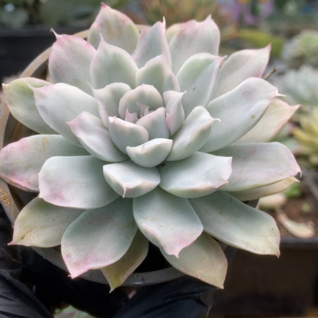 598辛普森锦锦锦锦锦锦