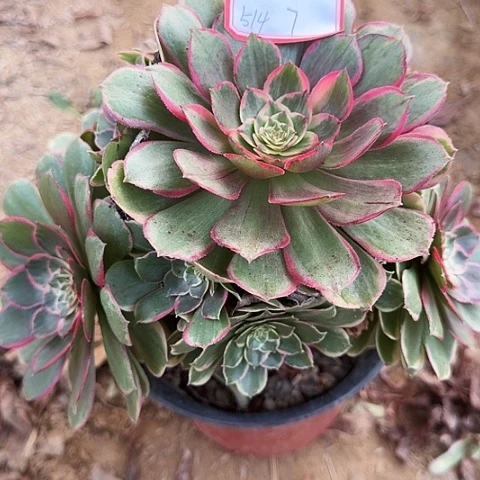 多肉植物粉花妖514