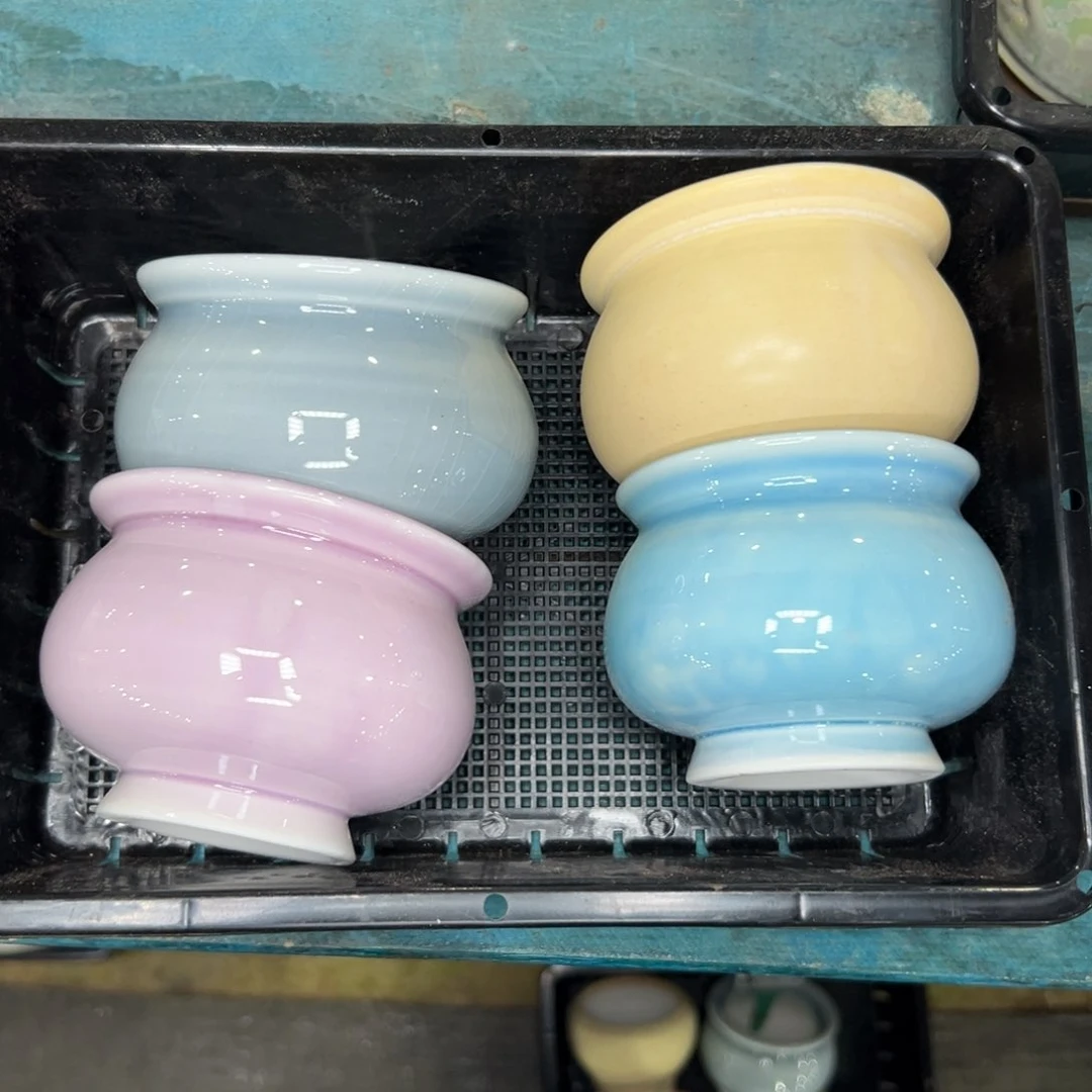 多肉精选编号0115.159