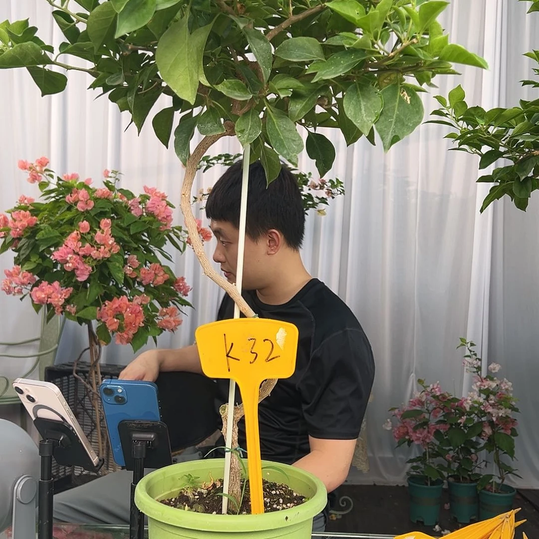 大部分开放少量花苞K32佩德罗