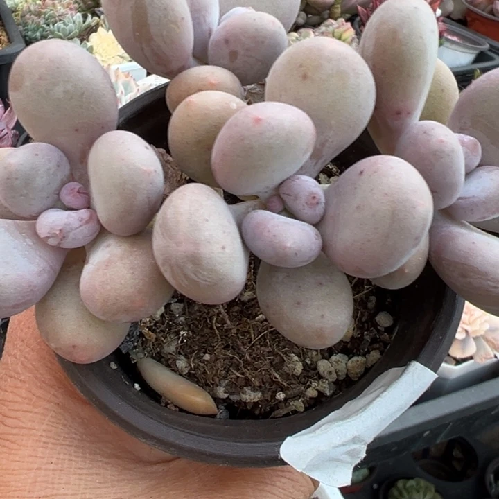 蛋黄奶多肉植物2336多肉植物