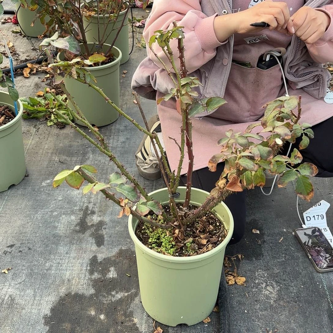 薇***@帝王3加仑根接月季