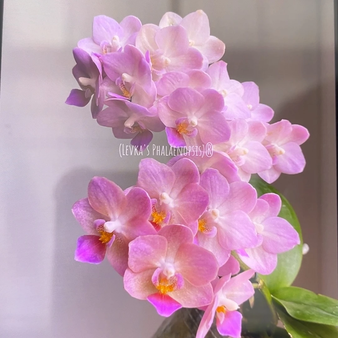 无花朵2.5寸桃之夭夭苗