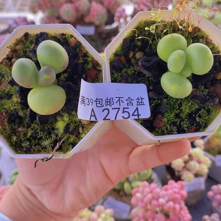 芒果奶2棵2754多肉植物