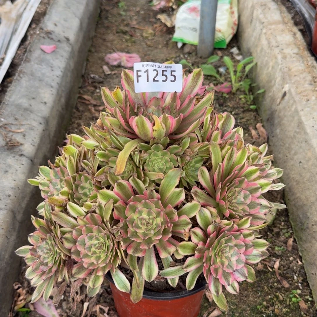 1255粉霞多肉植物