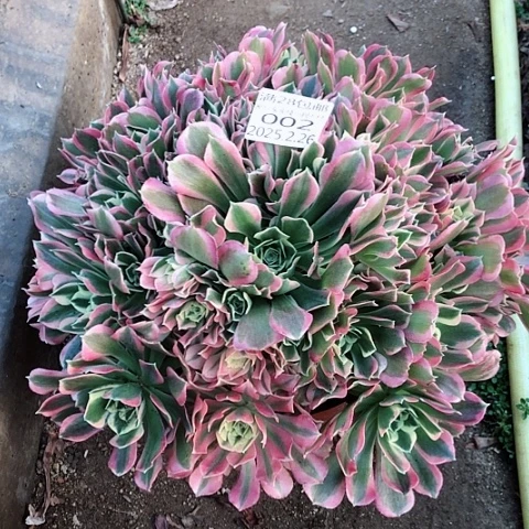 2.26-2白风多肉植物