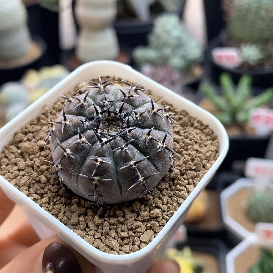 实生短豪刺黑刺凤头仙人球