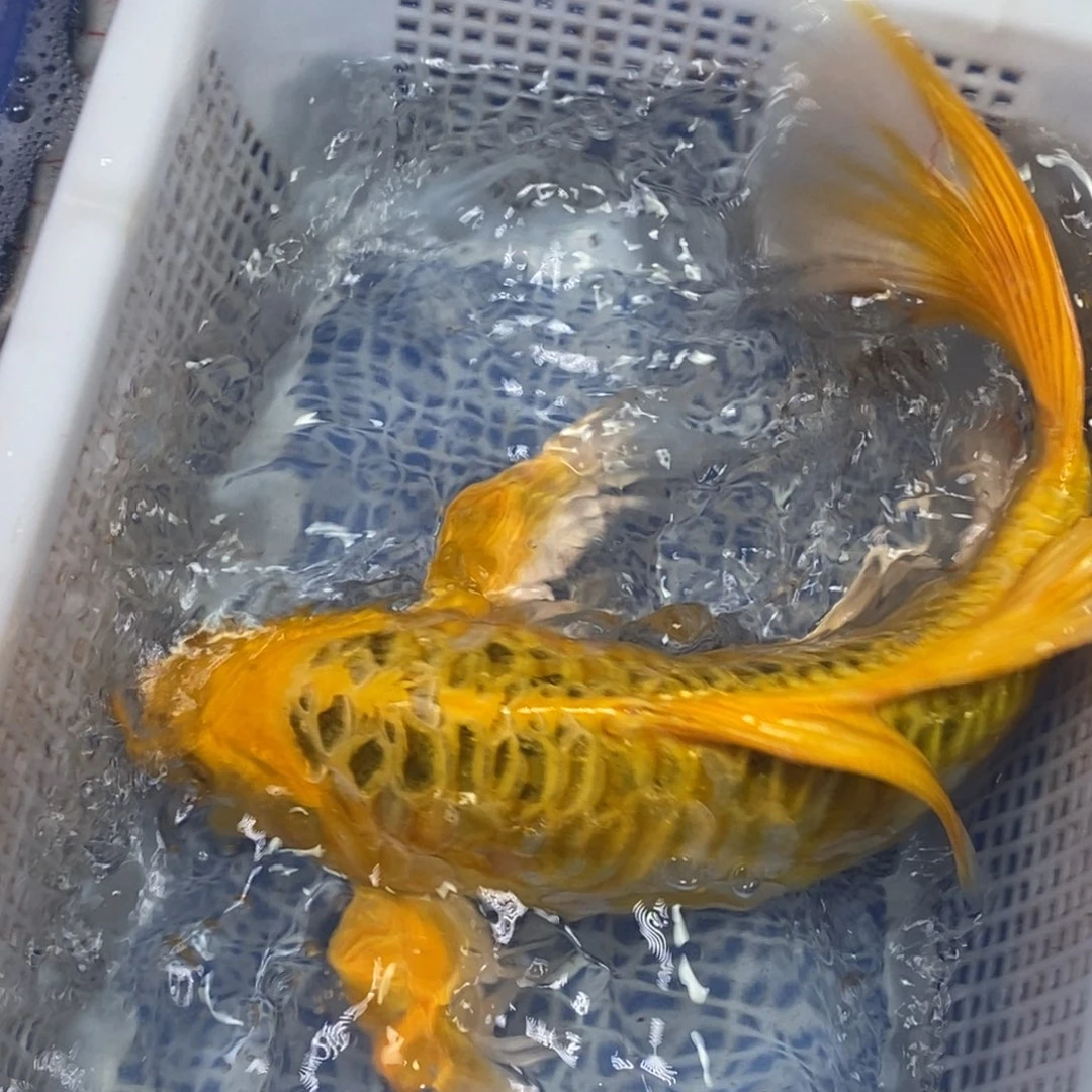 锦鲤冷水锦鲤包邮