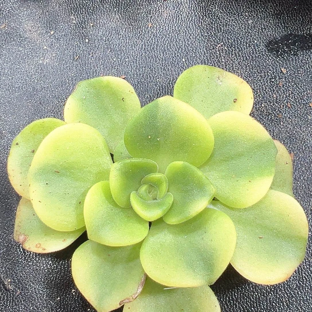 百合莉莉锦头盖小方花圃一物一拍