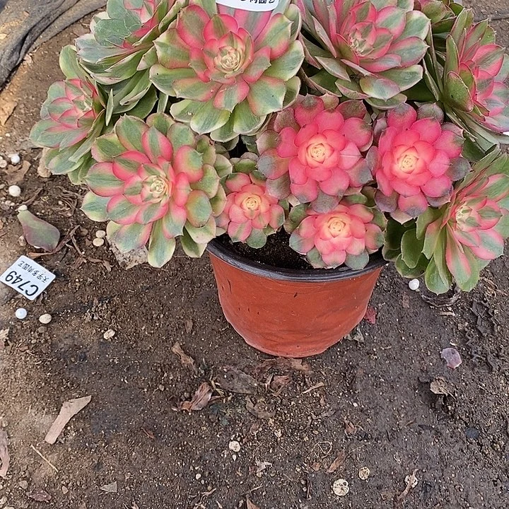 多肉植物荔枝160多肉处理