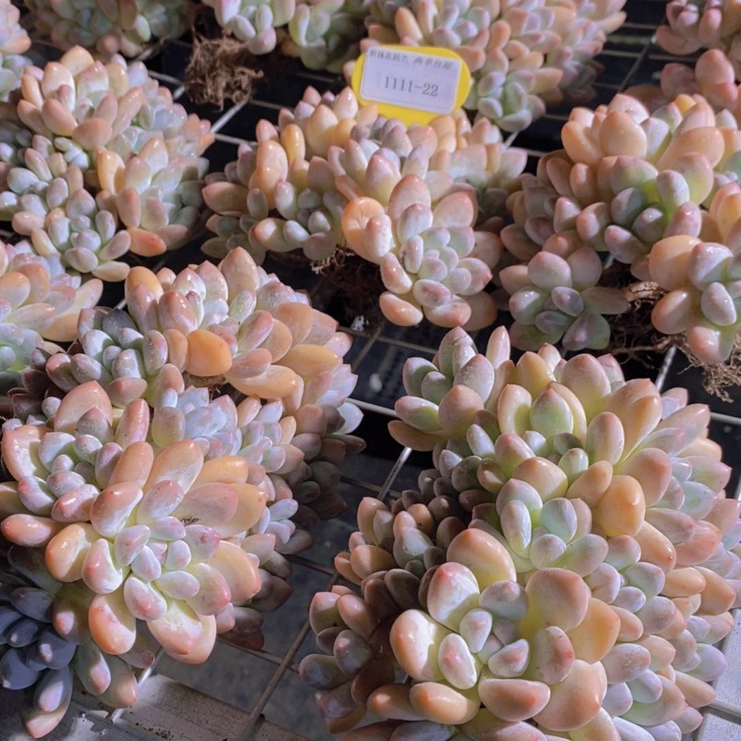 1111-22-精品母本老桩奶油捧花大香水群一个 十个头起