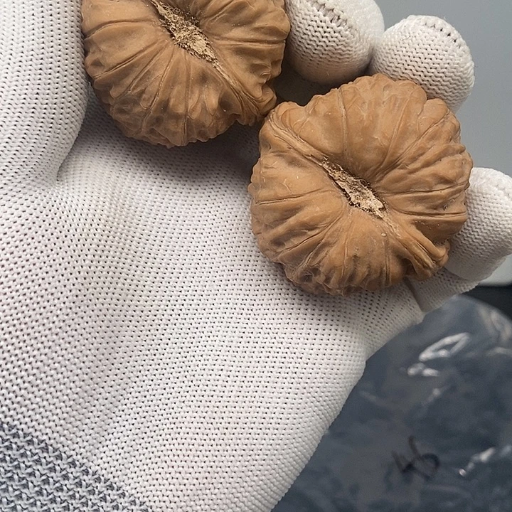 老树难，南瓜墩核桃