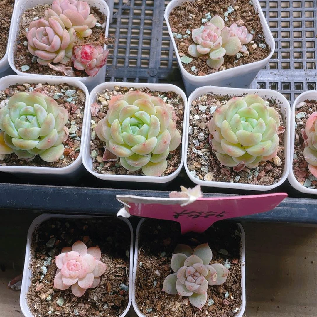 粉钻中盆一个满25包邮