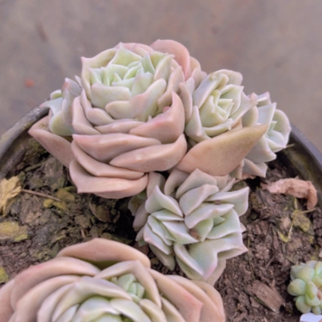 【闪购商品】可爱玫瑰带缀1519