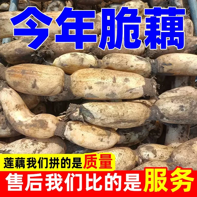 【现挖】新鲜莲藕脆藕花藕脆嫩凉拌藕片应季蔬菜应季蔬菜火锅食材