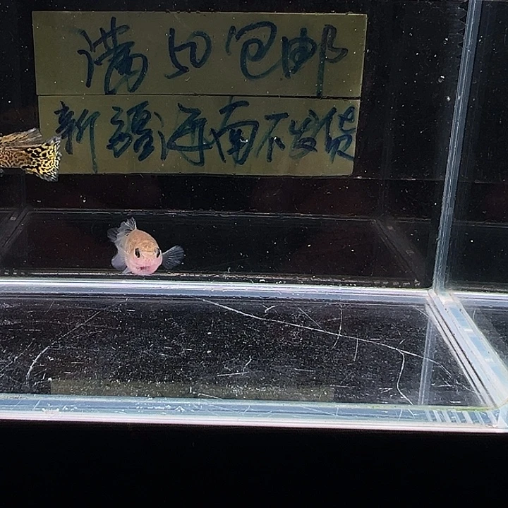 孔雀鱼黄蕾丝玻璃猫
