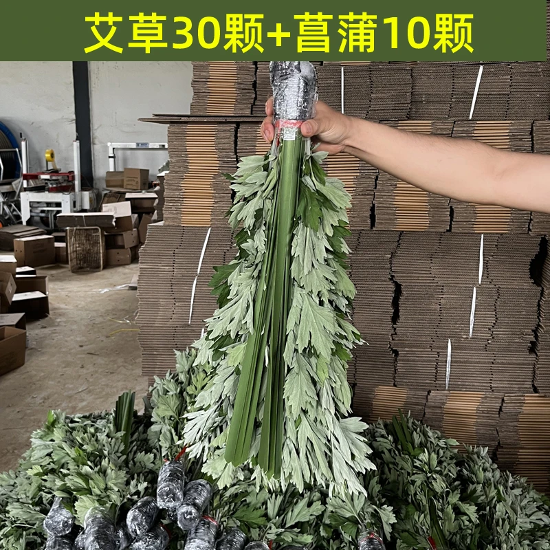 端午必备新鲜艾草整颗现采鲜艾叶长棵端午节挂门窗艾蒿泡脚
