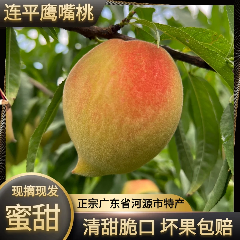 广东河源鹰嘴桃当季新鲜脆甜蜜桃树上熟香甜水果包邮广东省