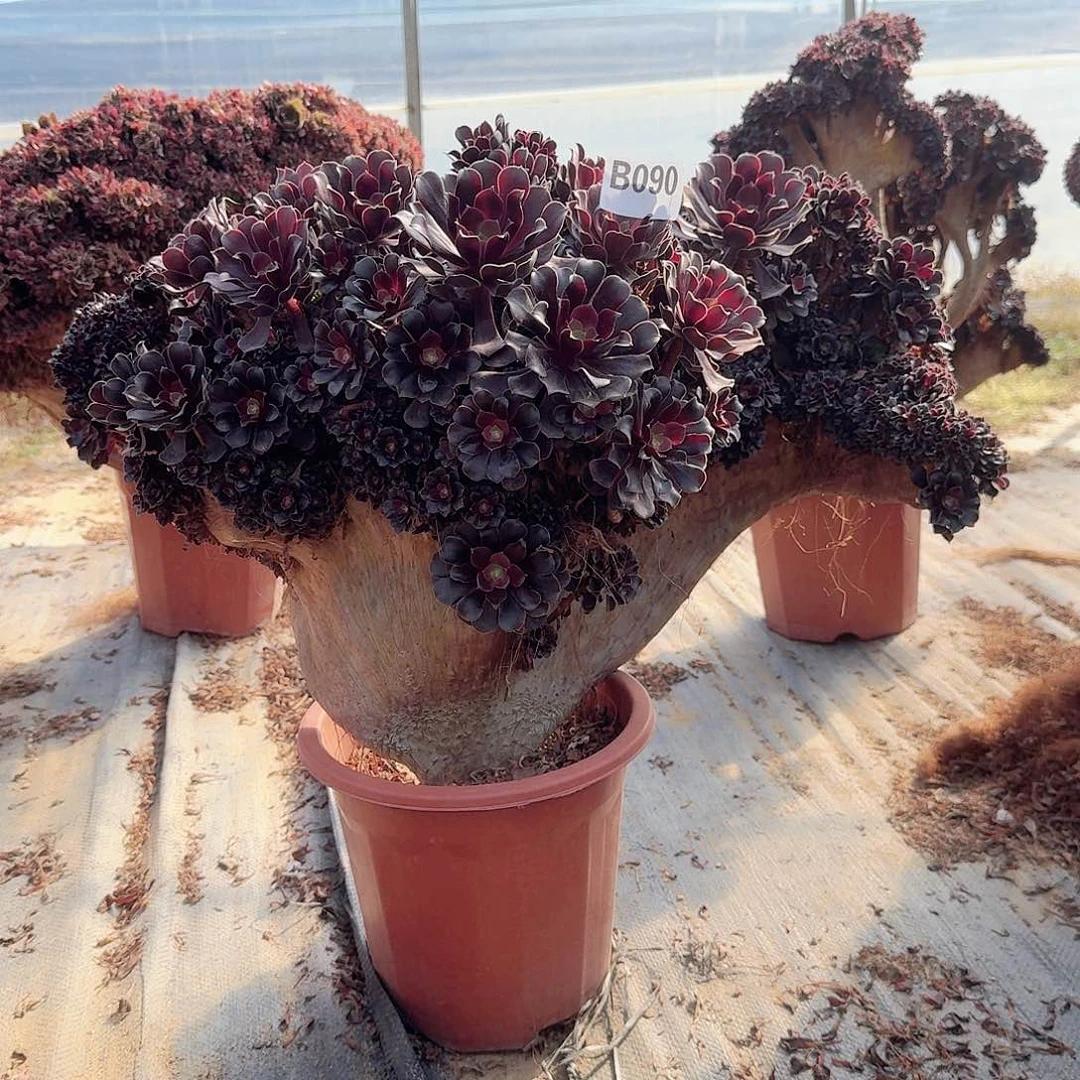 090欧紫朵朵一颗呀我