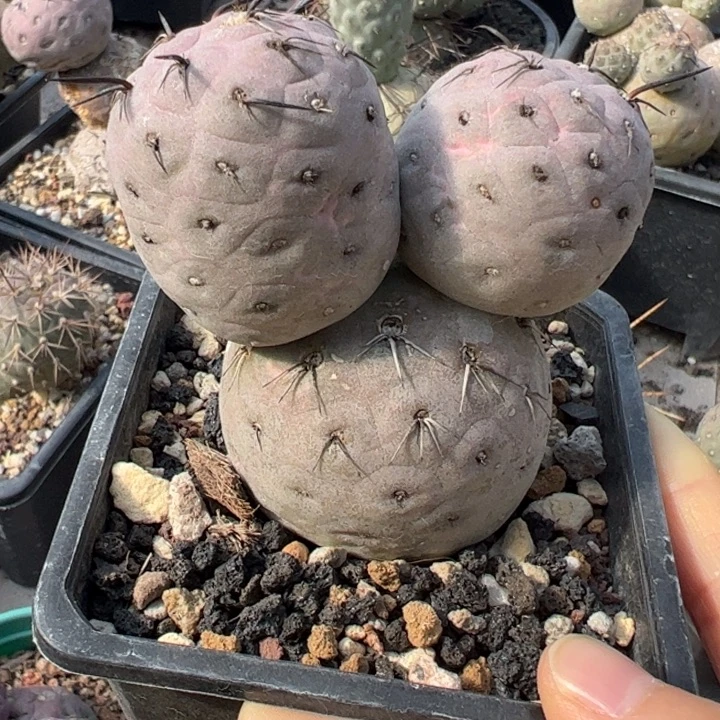 习志野仙人球仙人球