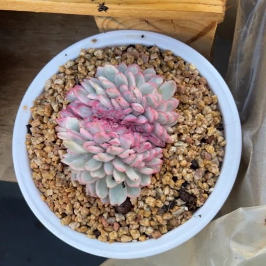 雨燕座锦 缀化 夏鸣园艺