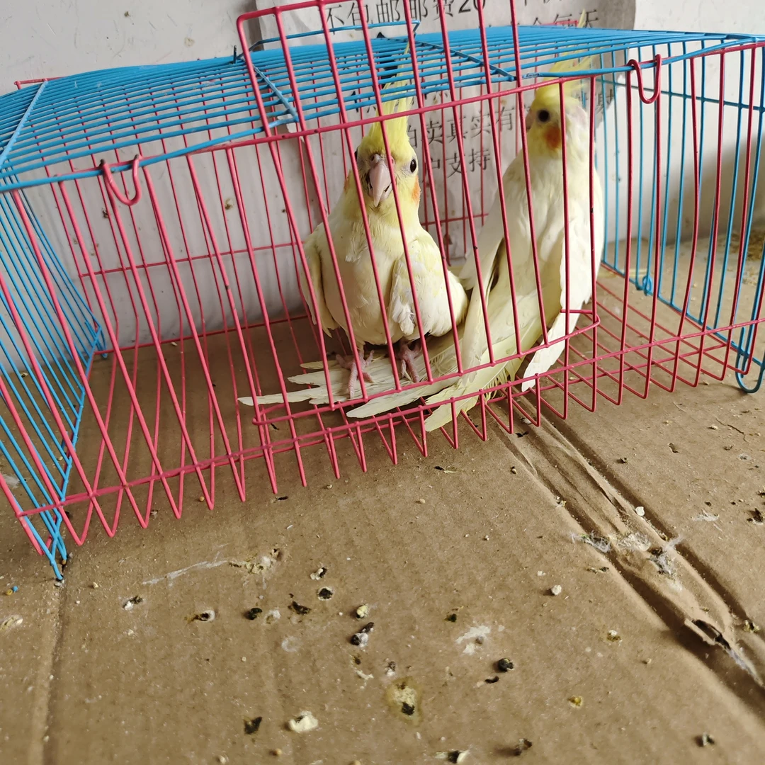 大头鹦鹉了手养可放飞活体活泼可爱，不包邮，需要联系客服