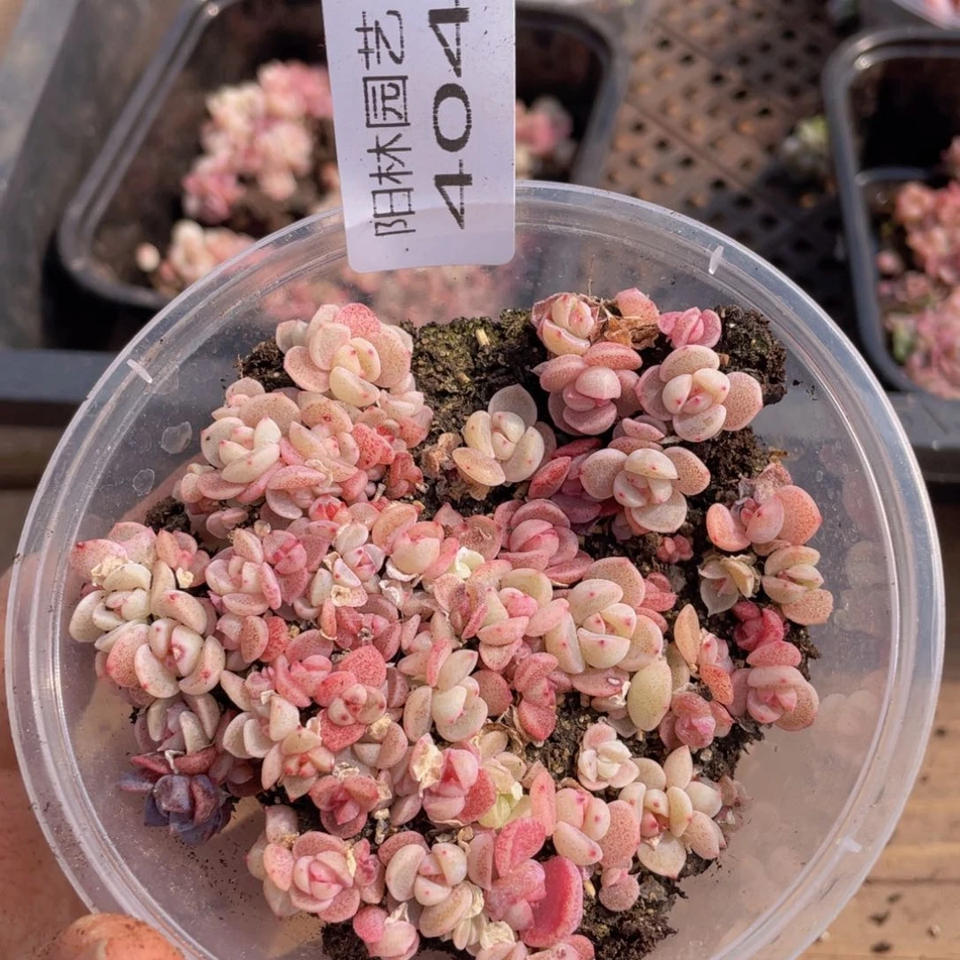 多肉植物多肉植物404