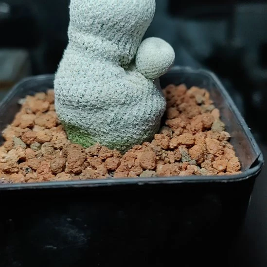 佑***潇实生小人帽子带盆发货