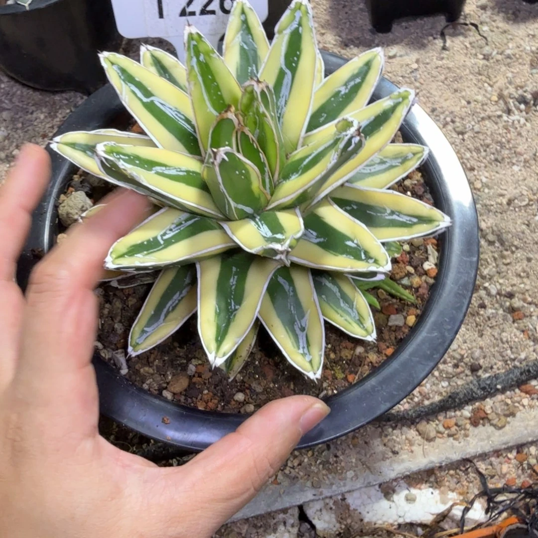 时***艺福利辉山一颗脱土发