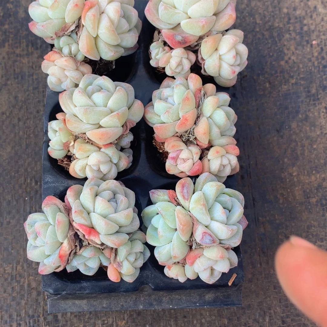 精控冰玉组合一物自拍
