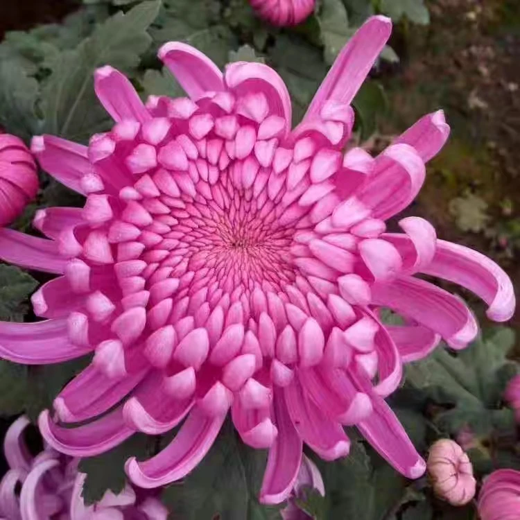 【带花苞发货】紫绣球 菊花盆栽多年生耐寒耐热好养绿植花卉