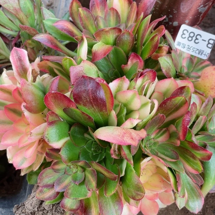 383绍七彩拉丝多肉1112345678