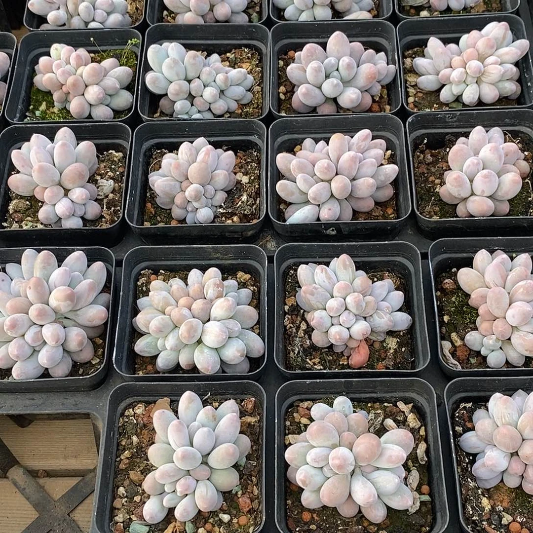 金汇园艺，团小汤圆