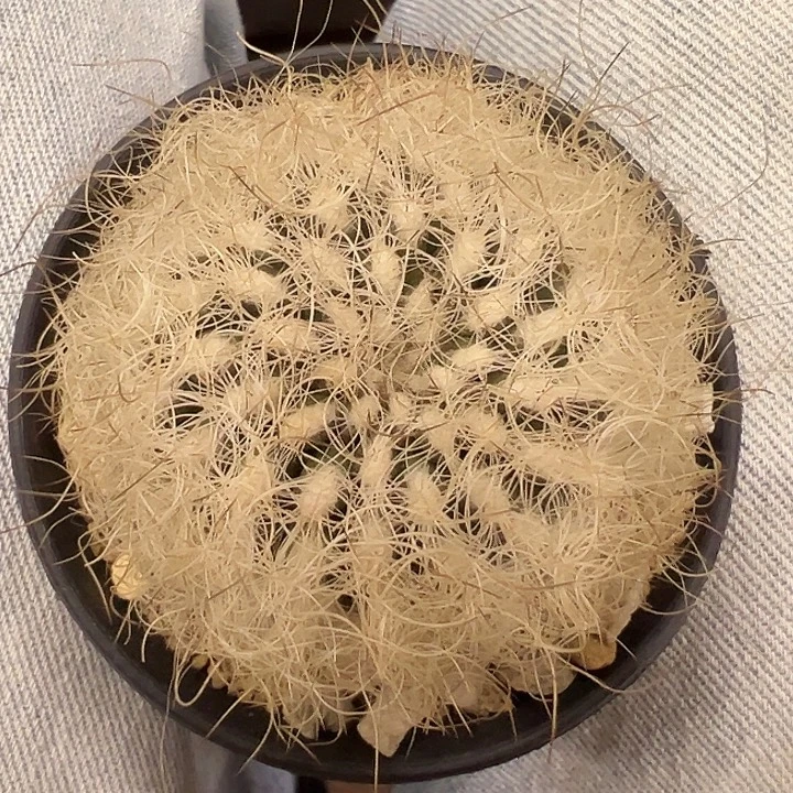 无花朵银玉翁有根