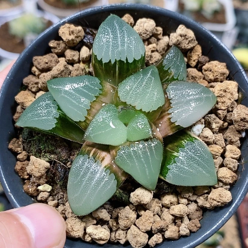【闪购商品】105春春