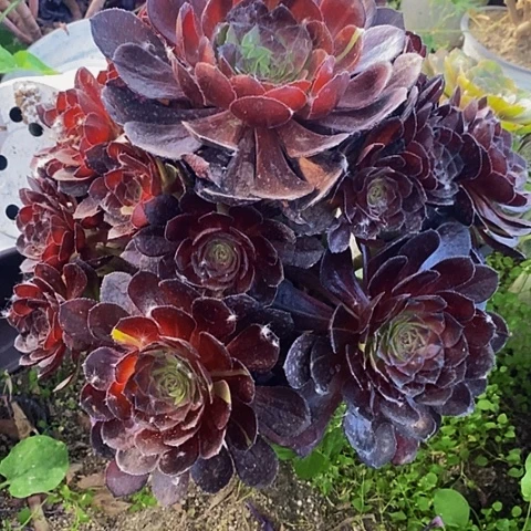 黑寡妇捧花法师23号链接