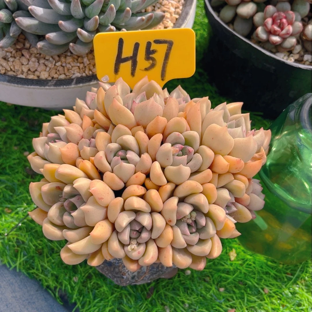 冬**梅57fghjjjkkkmn